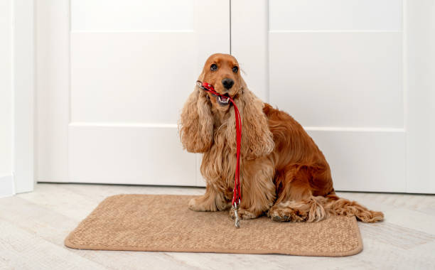 istock English cocker spaniel dog at home 1402641113