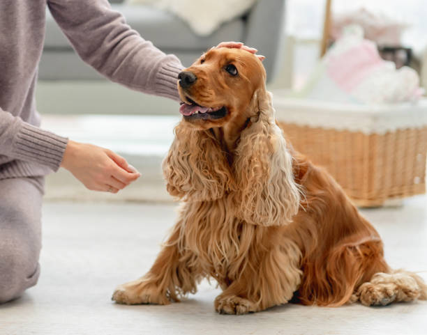 istock English cocker spaniel dog at home 1402641116