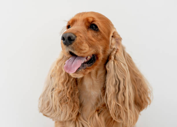 istock English cocker spaniel dog at home 1402641122