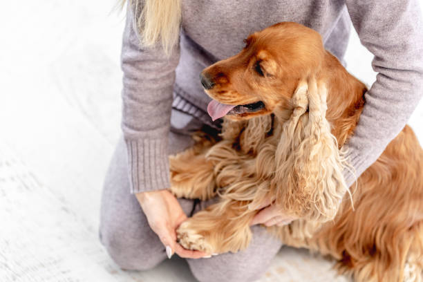 istock English cocker spaniel dog at home 1402641125