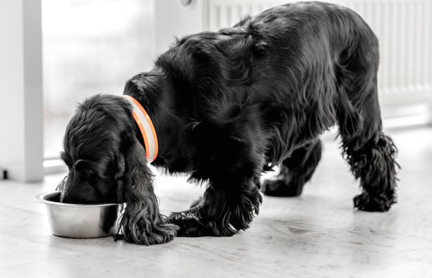 istock English cocker spaniel dog at home 1402641126
