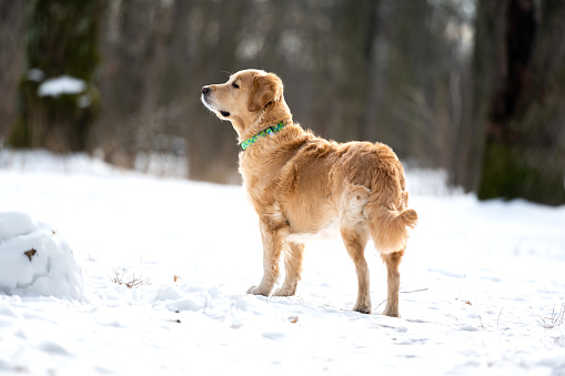 Golden retriever dog playing outside in winter day with snow. Dog walking in frosty forest