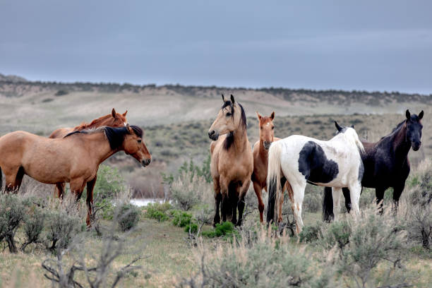 istock Herd of Western Ranch Horses 1402641141