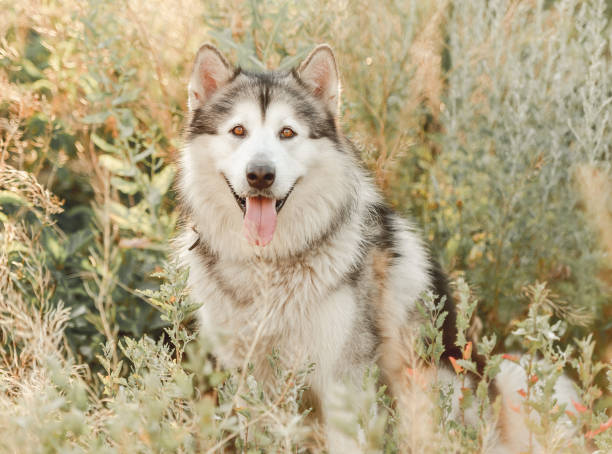 istock Alaskan malamute sitting sideways in grass 1402641148