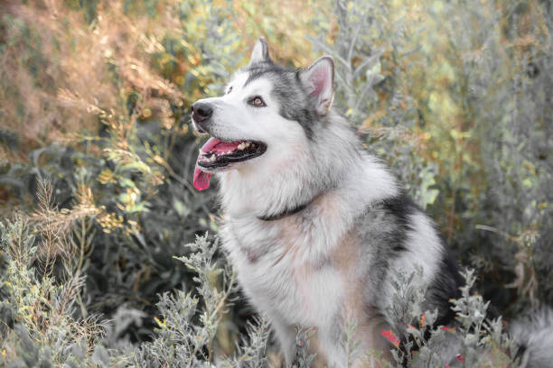 istock Cute dog in high grass 1402641153