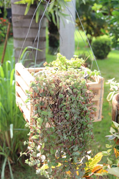 istock Wooden cachepot with a hanging plant in a garden. 1402641878