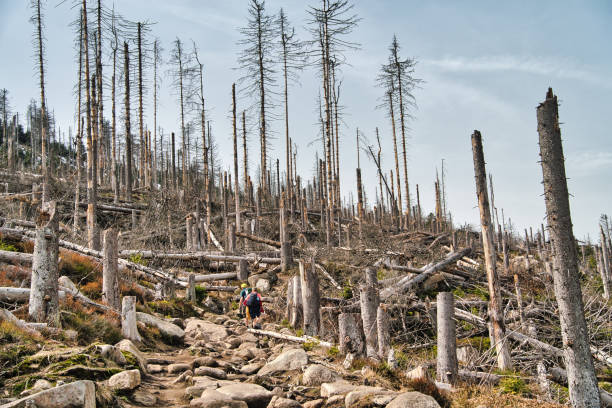 istock nature reserve Brocken / Harz / hikking / climate change 1402641963