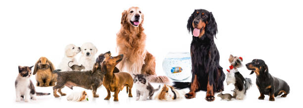 istock Collage of pets isolated on white background 1402642345