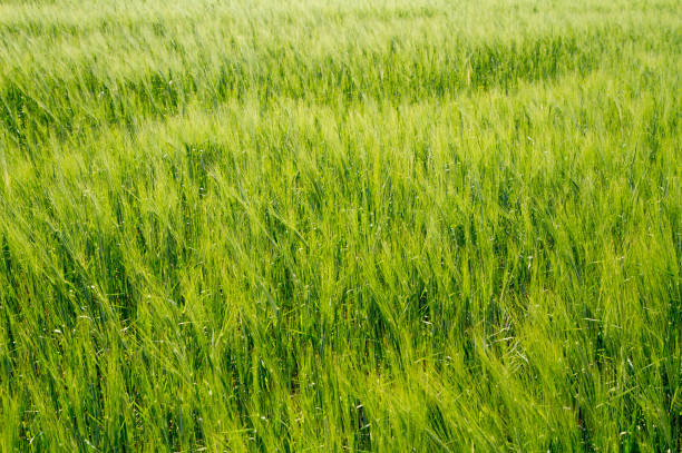 hintergrundtextur eines grünen gerstenfeldes. - barley grass seedling green stock-fotos und bilder