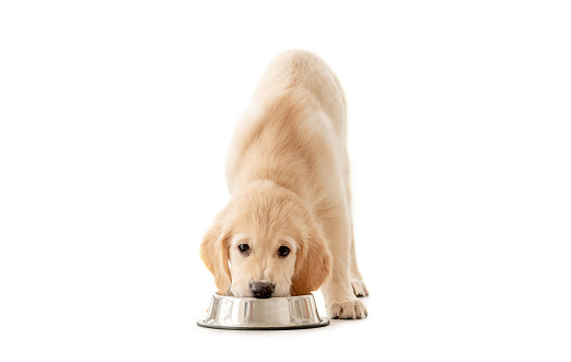 Adorable golden retriever puppy eating from bowl and looking at camera isolated on white background