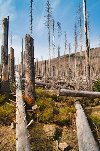 istock nature reserve Brocken / Harz / hikking / climate change 1402643272