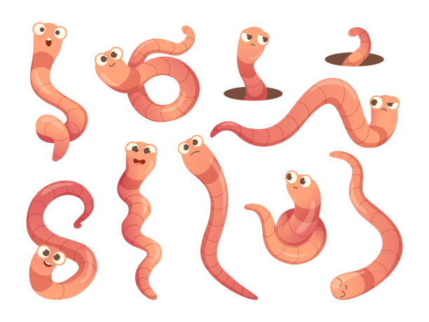 Worms. Cartoon insects in action poses bugs mascot with funny faces creeping crawlers exact vector illustrations Worms. Cartoon insects in action poses bugs mascot with funny faces creeping crawlers exact vector illustrations. Insect worm crawl, earthworm funny pleading emoji stock illustrations