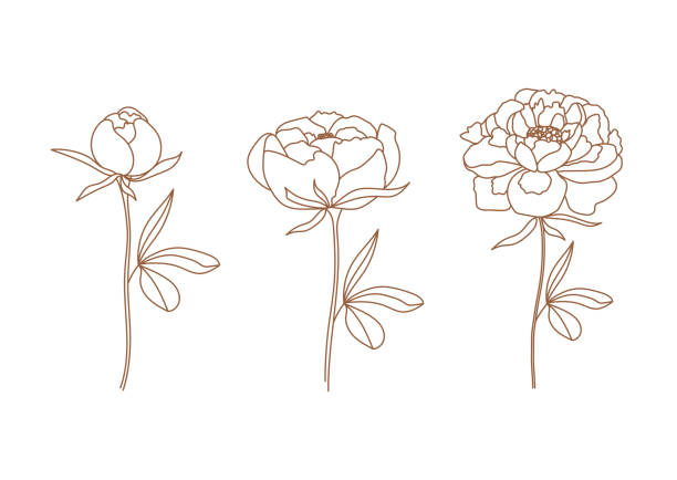 Set of delicate peony flowers in trendy linear style. Set of delicate peony flowers in trendy linear style. Minimal botanical illustration for logo and wedding invitation. Vector design elements for branding. peony stock illustrations