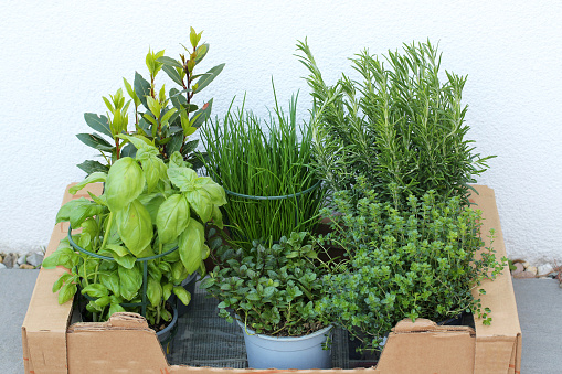 fresh potted herbs in box