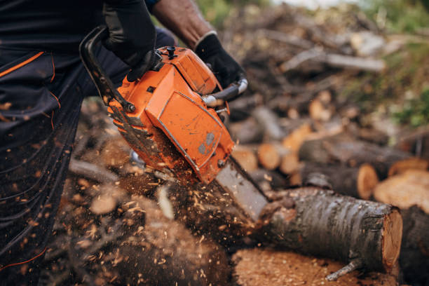 istock A man cuts wood with a chainsaw, prepares firewood 1402645367