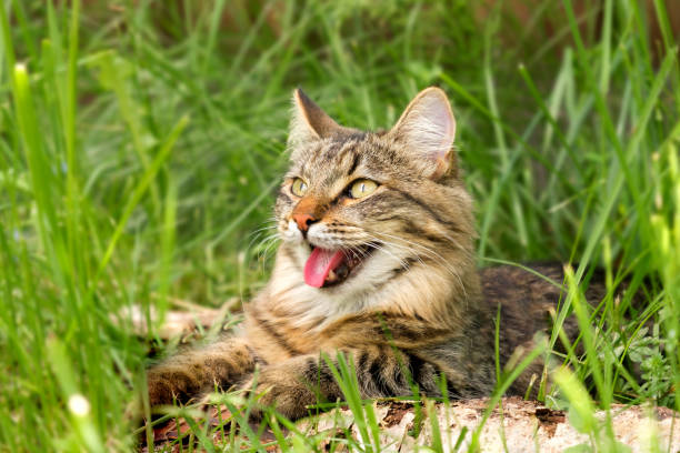 le chat languit dans la chaleur allongé sur le sol avec sa langue sortie. chat domestique tabby lors d’une promenade à l’extérieur. le chat est assis dans l’herbe verte avec la bouche ouverte. promenez-vous avec un chat de compagnie chaleur estiva - haleter photos et images de collection