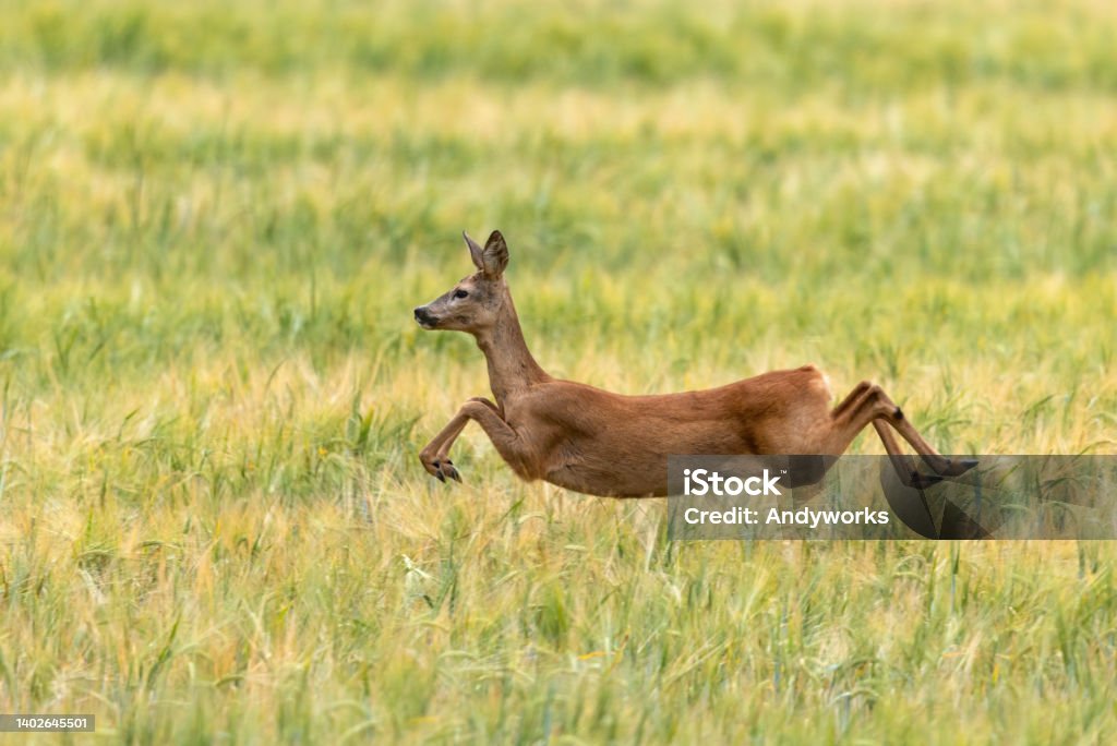 Jumping doe Jumping female roe deer (Capreolus capreolus) in a cereal field. Roe Deer Stock Photo