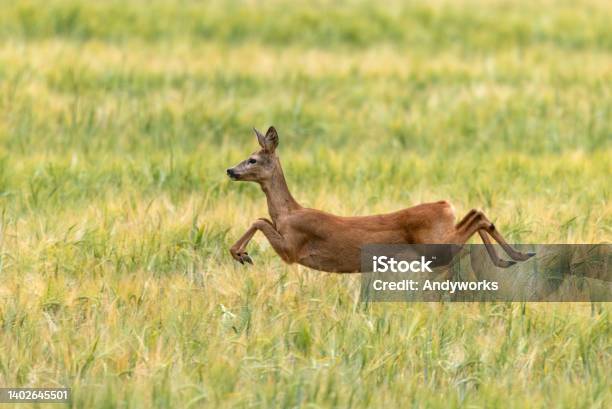 Jumping Doe Stock Photo - Download Image Now - Roe Deer, Deer, Doe