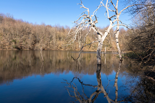 tree in a lake in winter in the north of spain
