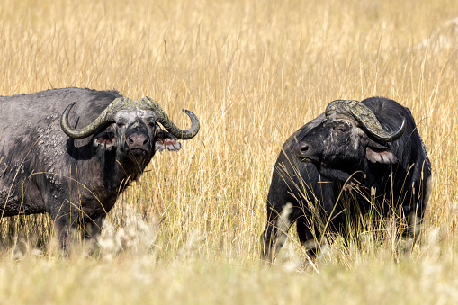 Buffalo in Nakuru Park in Kenya during the dry season