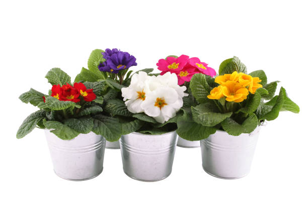 istock Many Primrose potted plants 1402646306