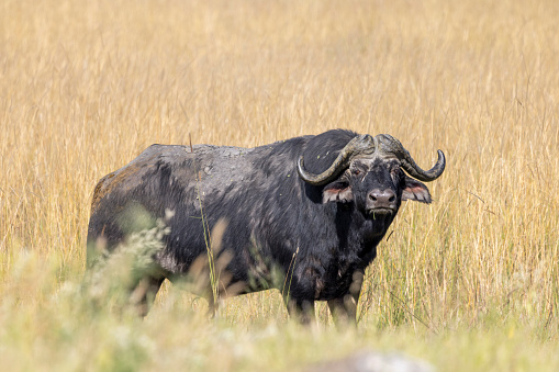 Taken in the Okavango Delta, Botswana, May 2022