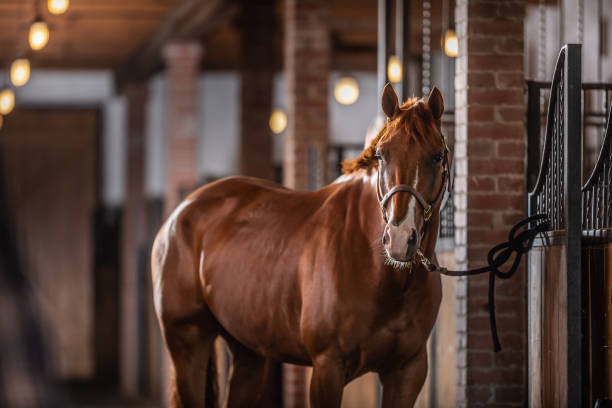 il cavallo di vernice marrone con parti bianche delle sue braciole posa all'interno della stalla. - animal head horse stable barn foto e immagini stock