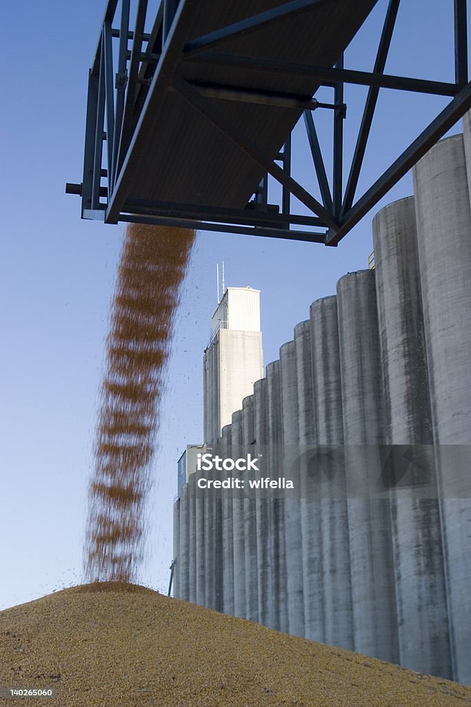 surplus de maïs au silo - Photo de Maïs libre de droits