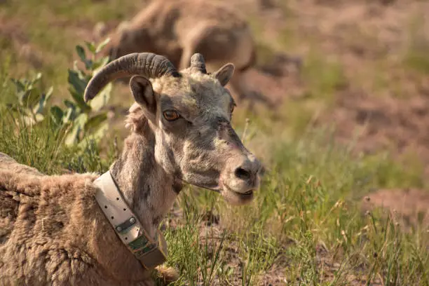 Direct look into the face of a bighorn sheep.