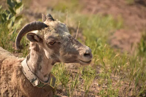 Juvenile bighorn sheep resting in grass in the Badlands.