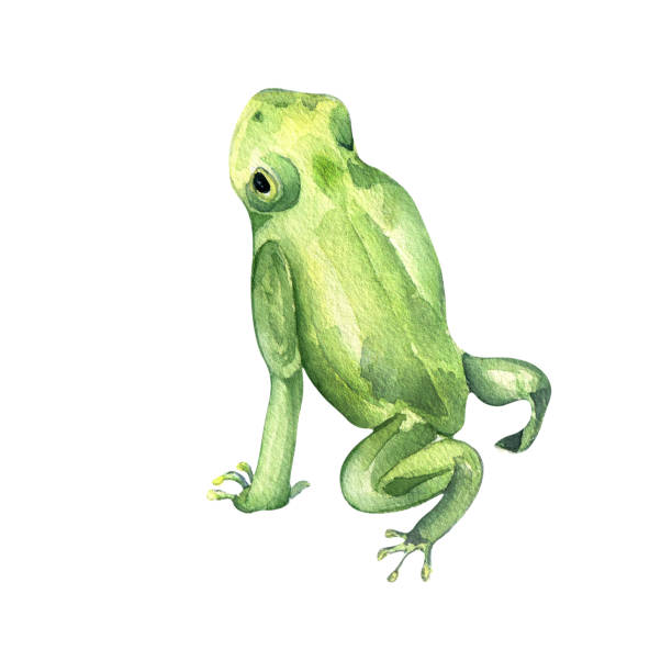 ilustrações de stock, clip art, desenhos animados e ícones de frog close up watercolor illustration on white background - white background close up frog amphibian