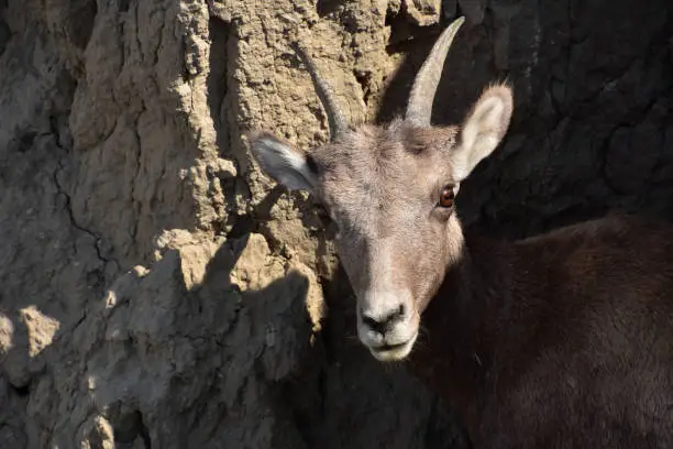 Cute face of a juvenile bighorn sheep in the Badlands.