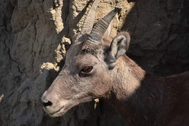 Up close head of a bighorn sheep in the Badlands.