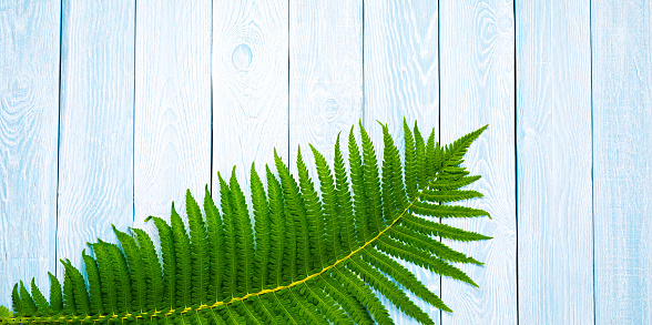 Green fern on blue wooden planks background.