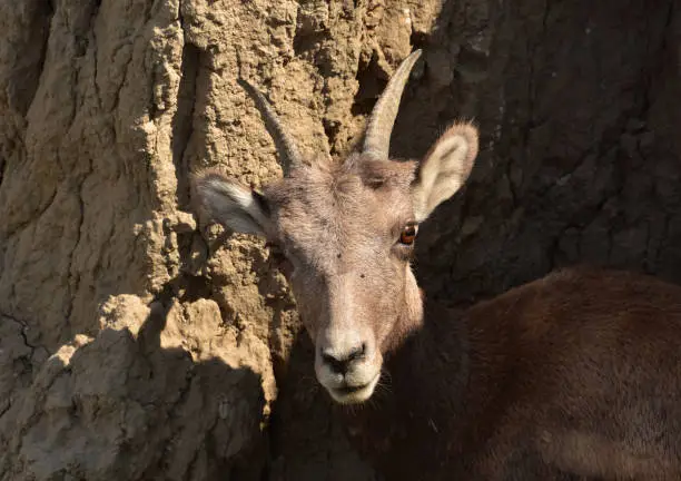 Cute young bighorn sheep on a summer day.