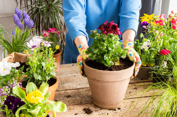istock Woman transplanting a flower geranium 1402652295