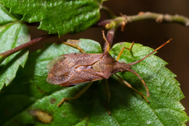 istock Squash bug Coreus marginatus. Dock bug Coreus marginatus on a green leaf of grass 1402652410