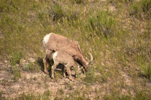 Mother and juvenile bighorn sheep grazing on grasses.