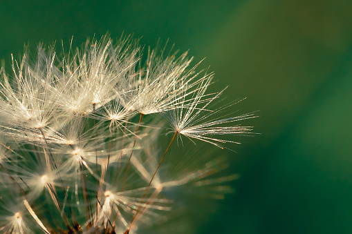 Blooming fluffy dandelion head. Fluffy umbrellas with dew drops on a green background. Macrophotography.