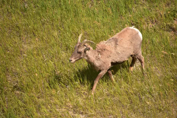 Bighorn sheep in grasses in wilderness of South Dakota