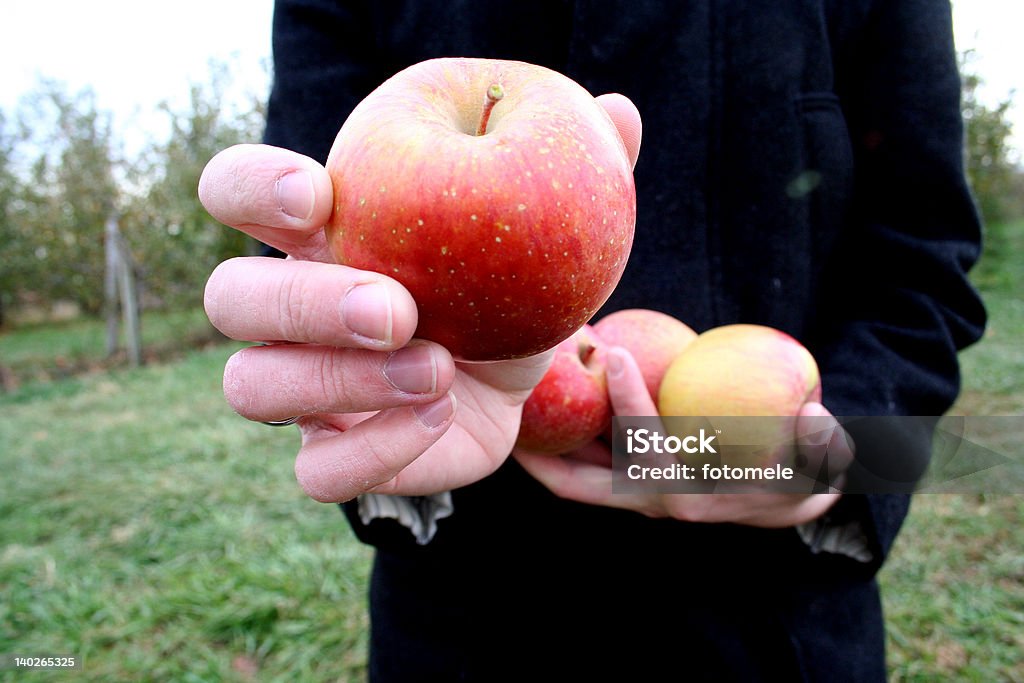 Świeżo pobrane jabłka - Zbiór zdjęć royalty-free (Jabłko fuji)