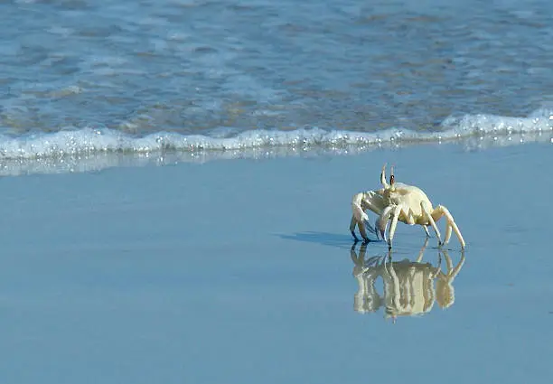 Ghost crab in the surf at Oman, Inadian Ocean