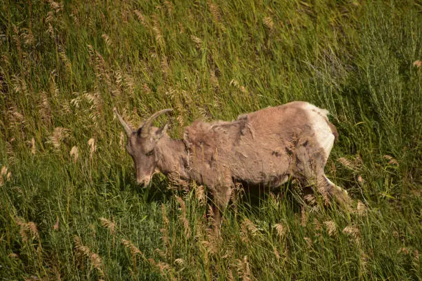 Bighorn sheep with scruffy fur wandering in tall grasses.