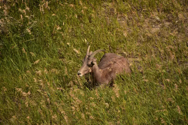 Prairie grass with a resting young bighorn sheep.