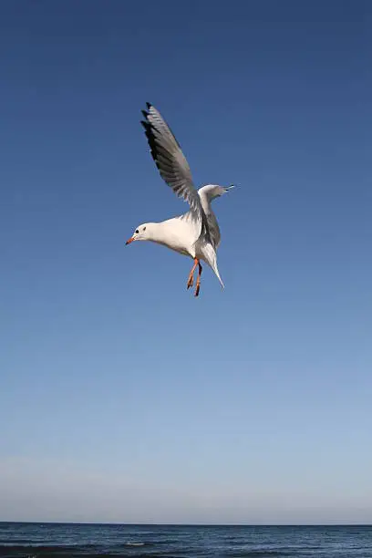 the white gull is flying over the baltic-sea ,she is by the landing