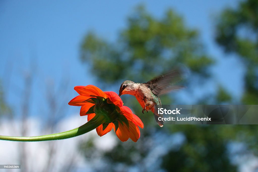 Kolibri auf mexikanische Sonnenblume - Lizenzfrei Bestäuber Stock-Foto