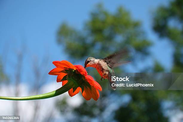 Kolibri Auf Mexikanische Sonnenblume Stockfoto und mehr Bilder von Bestäuber - Bestäuber, Bestäubung, Fotografie