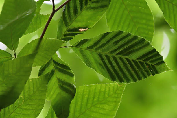 malattia delle foglie di faggio 1 - beech leaf foto e immagini stock