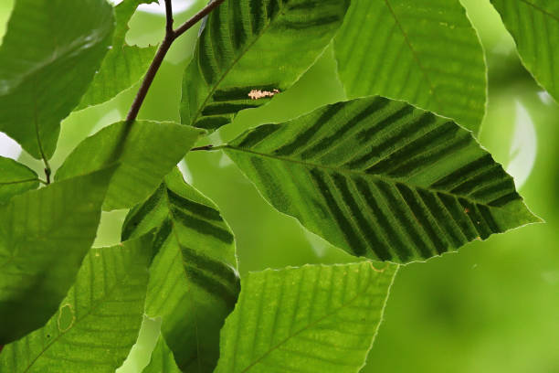 Beech leaf disease 1 Beech leaf disease, discovered in 2012, affects most beech species, in this case the American beech, an important tree of eastern North America known for its beautiful smooth-gray bark. The striped leaves that indicate the disease are caused by nematodes, which are microscopic and parasitic worms. As of this writing (2022), there is no known control for this destructive disease, which along with beech bark disease is killing millions of these beloved trees. Taken in Connecticut. beech tree stock pictures, royalty-free photos & images