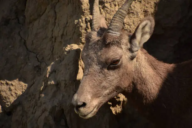 Adorable close up look into the face of a baby bighorn sheep.